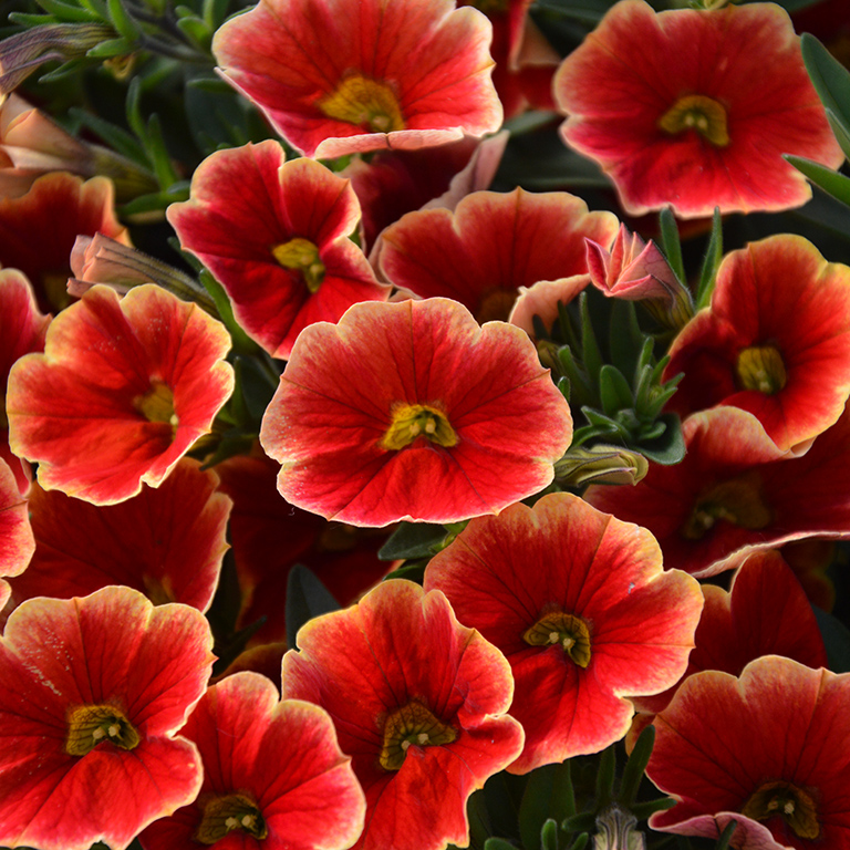 Calibrachoa Superbells® Unique 'Blood Orange' (P)