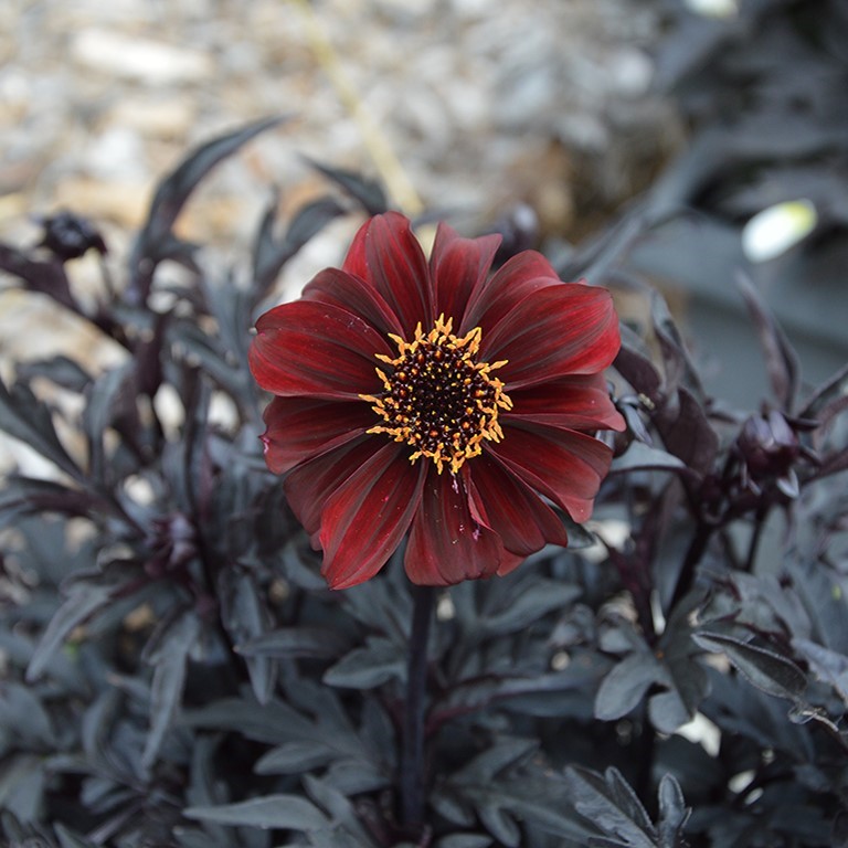 Dahlia Dreamy 'Hot Chocolate' (P)