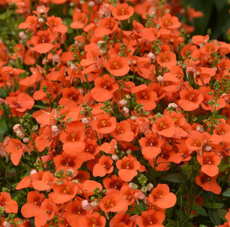 Diascia Breezee Plus 'Orange' (P)