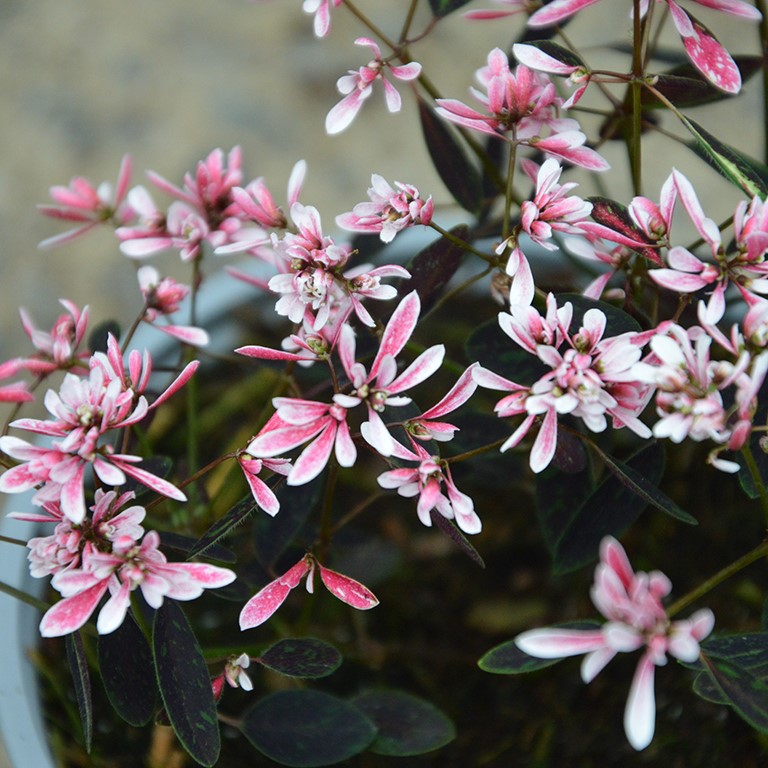 Euphorbia 'Shades in Pink' (VR)