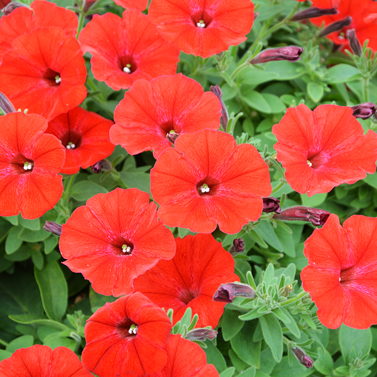 Petunia Vista® 'Strawberry' (P)