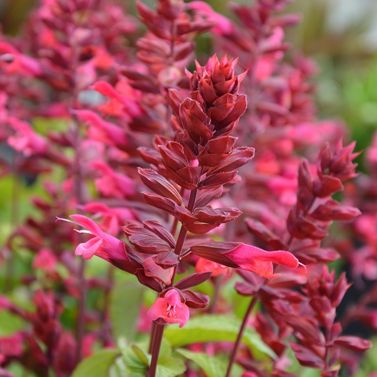 Salvia Rockin 'Red Flamingo' (P)