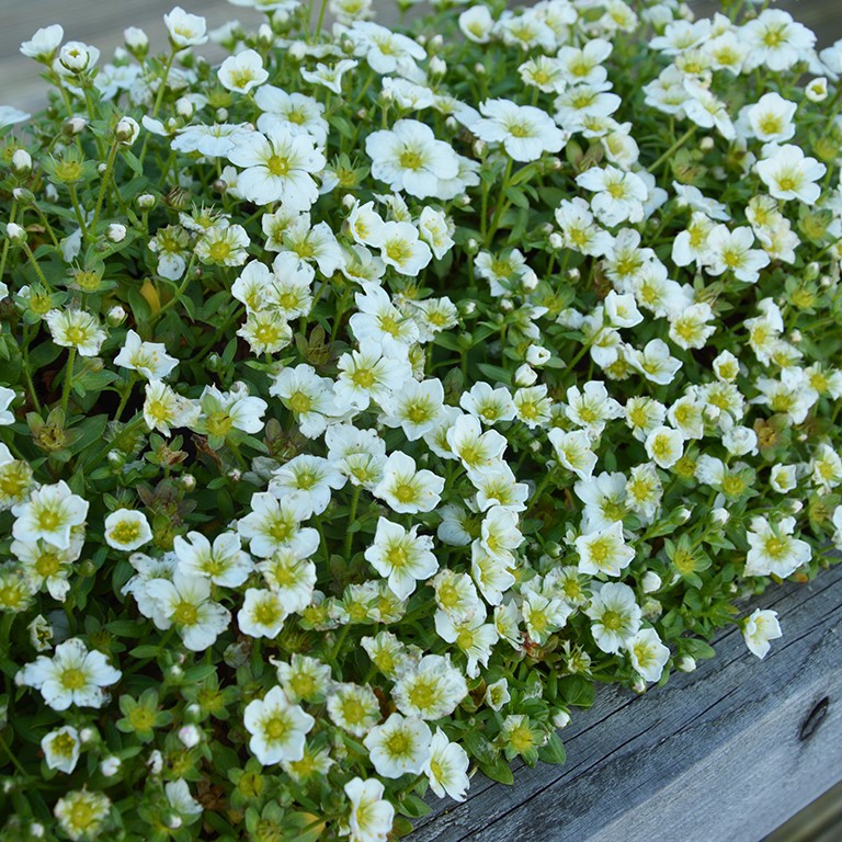 Saxifraga So Saxy 'Apple White' (P)