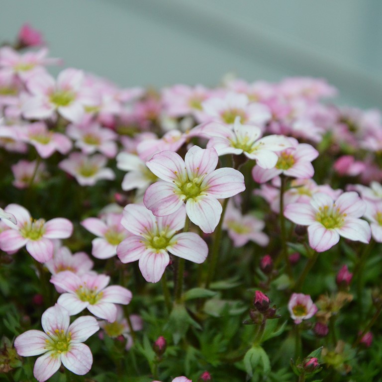 Saxifraga So Saxy 'Cherry Blossom' (P)